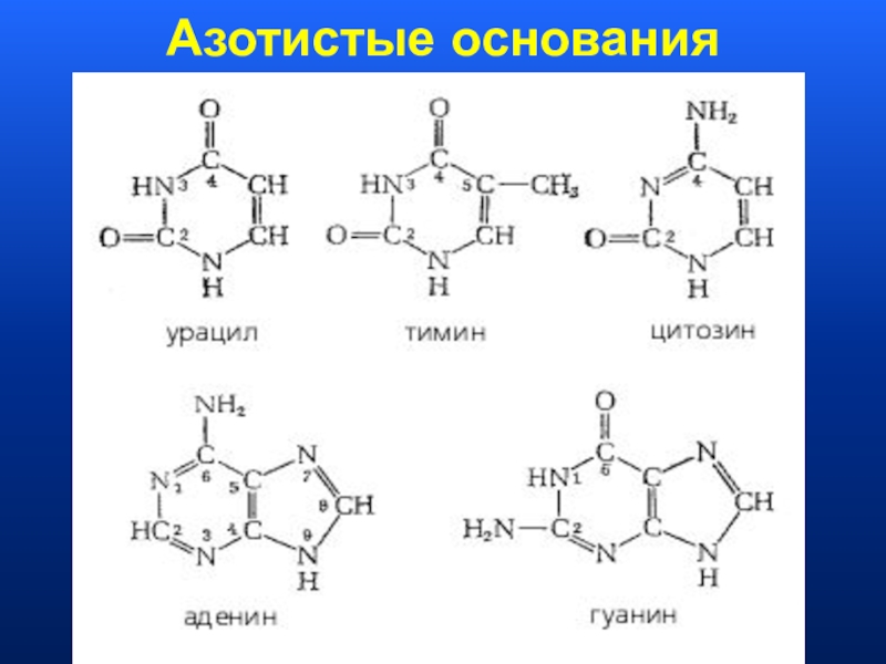 Азотистые основания. Азотистые основания нумерация. Азотистые основания формулы. Структура азотистых оснований. Классификация азотистых оснований.