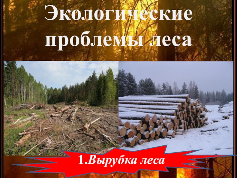 Экологические проблемы леса 1.Вырубка леса
