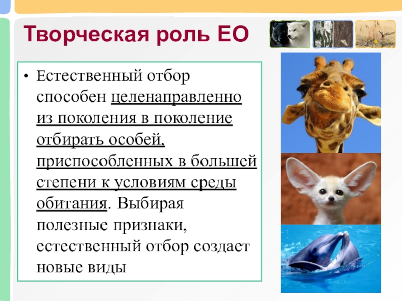 Творческая роль. Творческая роль естественного отбора примеры. Творческая роль эволюции. Творческая роль отбора в эволюции. В чем заключается творческая роль естественного отбора.