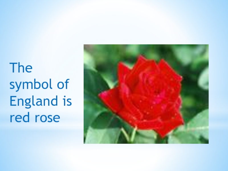 Rose symbol of england