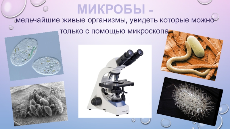 Микробы проект 5 класс