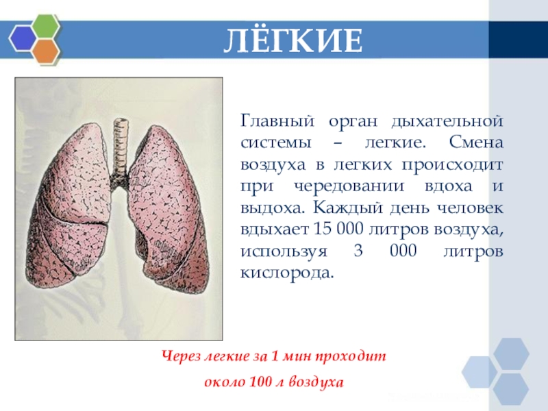 Презентация на тему дыхание 8 класс