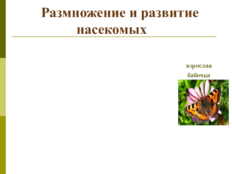 Урок размножение животных 3 класс. Размножение и развитие насекомых 3 класс. Размножение развитие насекомых животных. Размножение и развитие насекомых презентация. Размножение и развитие насекомых 3 класс окружающий мир.