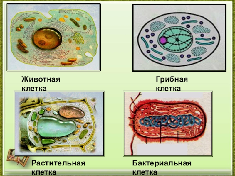 Нарисуй любые клетки подпиши какому живому организму они принадлежат