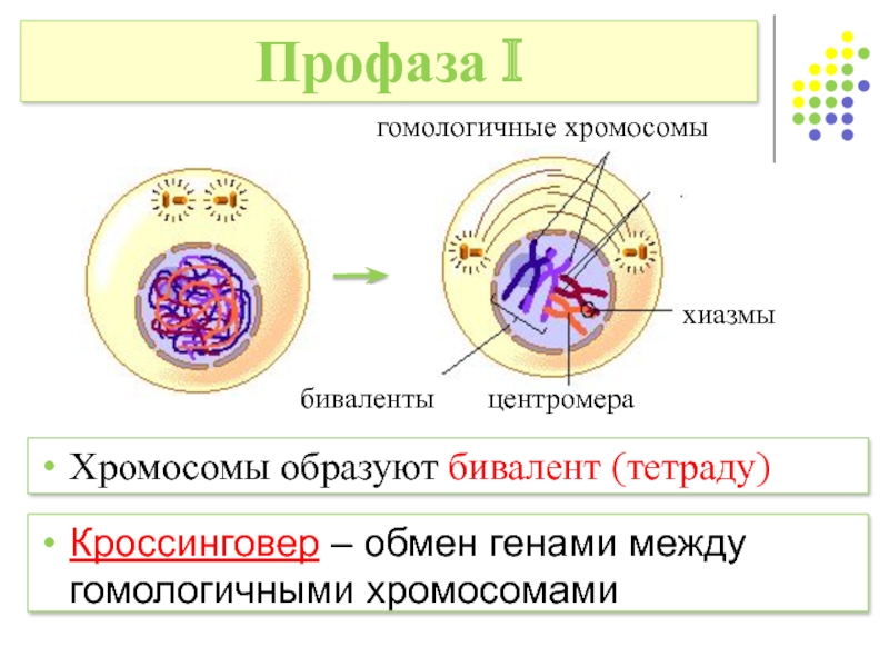 Профаза хромосомы. Биваленты. Биваленты хромосом. Биваленты и тетрады. Биваленты в мейозе это.