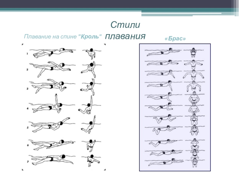 Кроль и брасс в чем разница фото