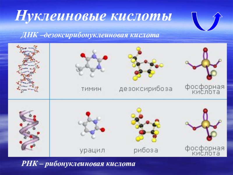 Первые нуклеиновые кислоты. Нуклеиновые кислоты. Нуклеиновые кислоты ДНК. Нуклеиновые кислоты ДНК И РНК. Нуклеиновые кислоты химия.