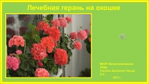 Презентация по биологии.Лечебная герань на окошке.