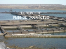Беловское рыбное хозяйство(исследовательский проект на основе экскурсионного материала