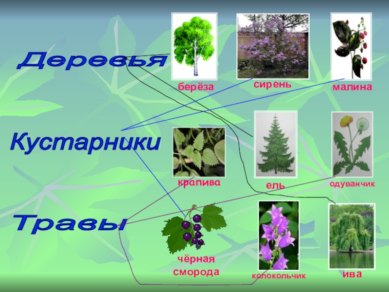 Какие бывают растения 2 класс окружающий мир