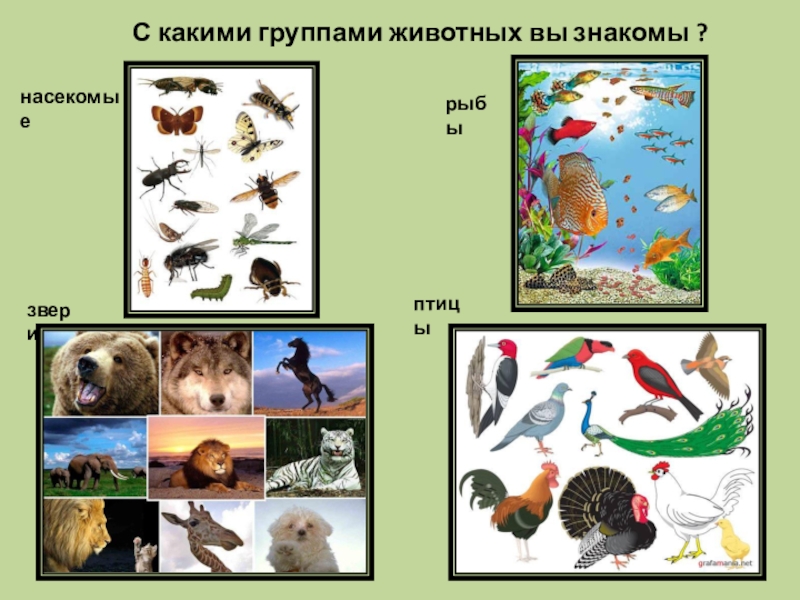 Урок окружающего мира 1 класс как живут животные с презентацией