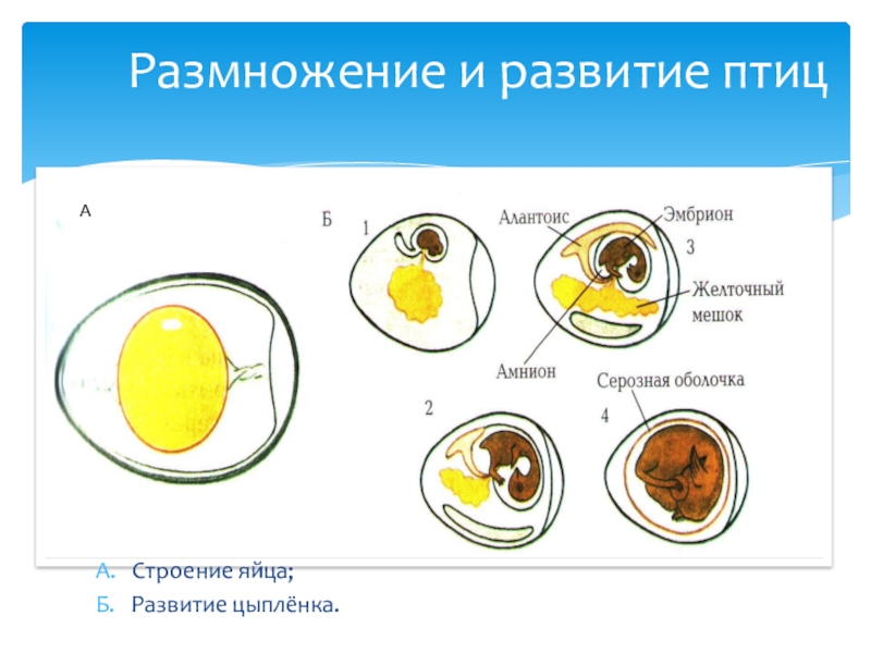 Развитие птиц схема