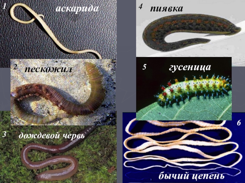 Организм белая планария дождевой червь. Пескожил кольчатые черви. Сходства аскариды и дождевого червя. Кольчатый червь пескожил размер.