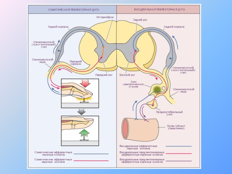 Схема соматического рефлекса - 96 фото
