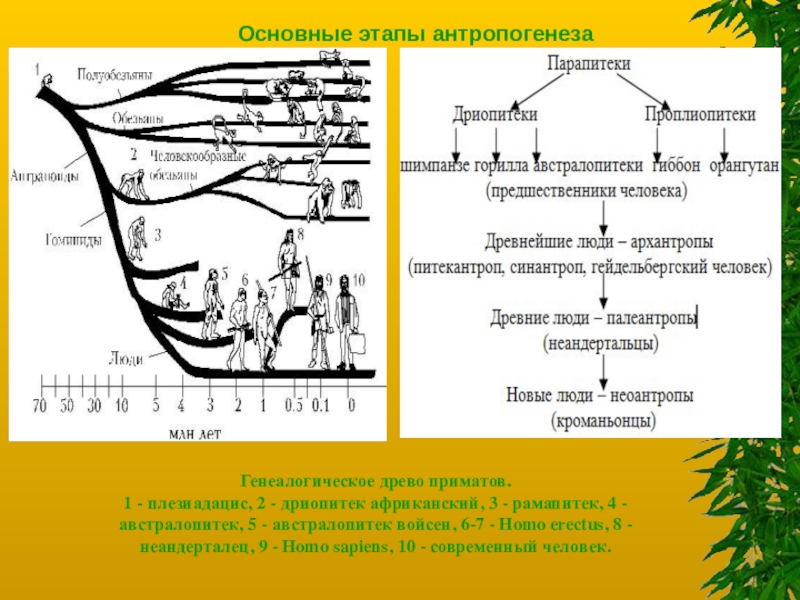 Этапы антропогенеза. Этапы эволюции человека таблица дриопитек. Схема происхождение человека основные этапы антропогенеза. Антропогенез основные этапы эволюции человека. Стадия антропогенеза дриопитеки.