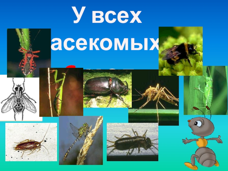 Кто такие насекомые 1 класс окружающий мир. Окружающий мир насекомые. Проект насекомые. Про насекомых по окружающему миру. Насекомые 1 класс.