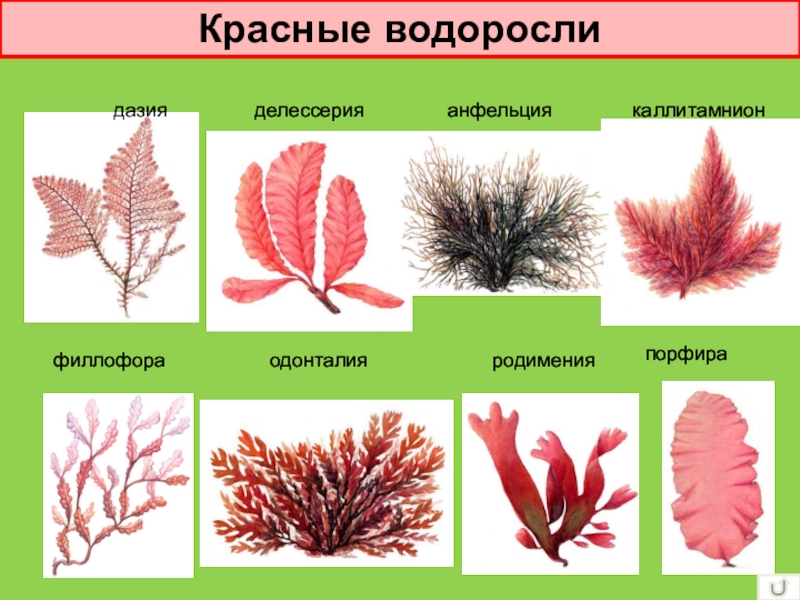 Многообразие водорослей 5 класс презентация