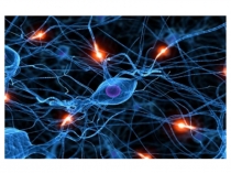 Презентация по биологии на тему Нейробиология