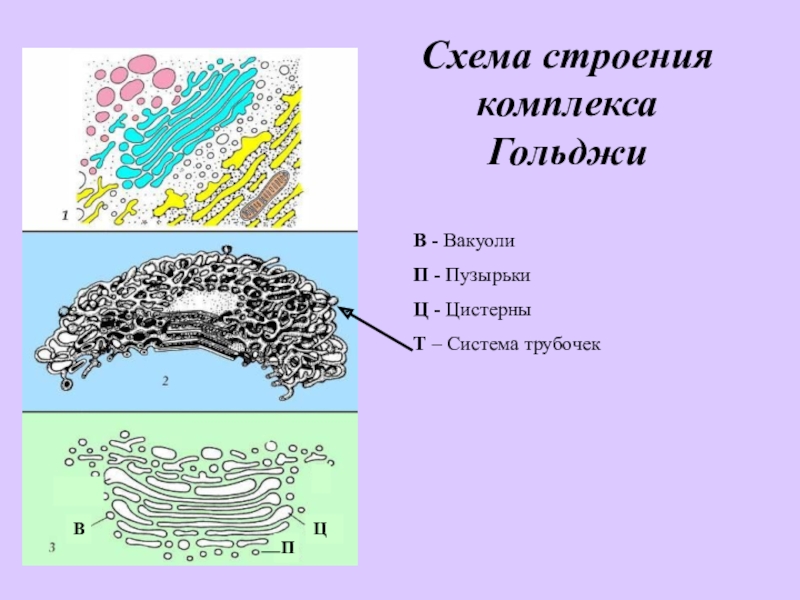 Строение комплекса. Схема строения комплекса Гольджи. Комплекс Гольджи строение везикулы. Строение аппарата Гольджи микропузырьки. Строение цистерны аппарата Гольджи.