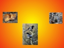 Размножение и развитие животных