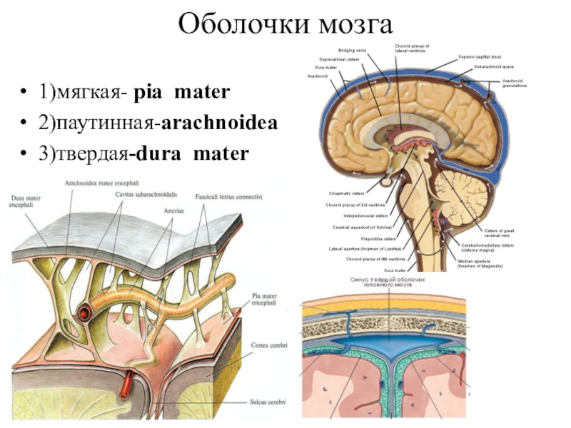 Цистерны оболочек мозга