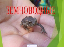Презентация Многообразие земноводных биология 7 класс