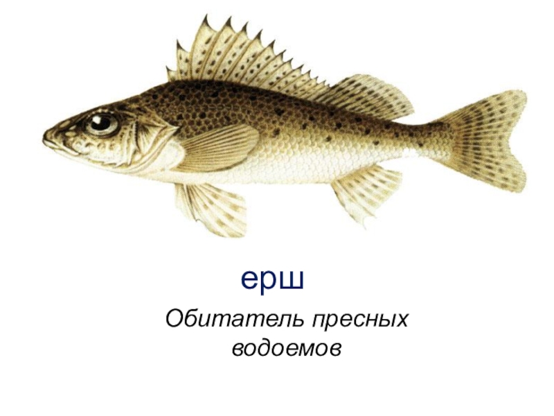 Рыба ерш символ. Ерш рыба. Обыкновенный ёрш. Строение рыбы Ерш. Ерш описание рыбы.