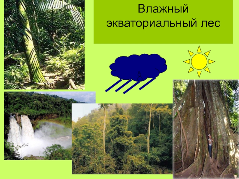 Влажные экваториальные леса климатические условия. Гумилев экваториальный лес. Влажные экваториальные леса. Влажный экваториальный лес растения. Влажные экваториальные леса осадки.