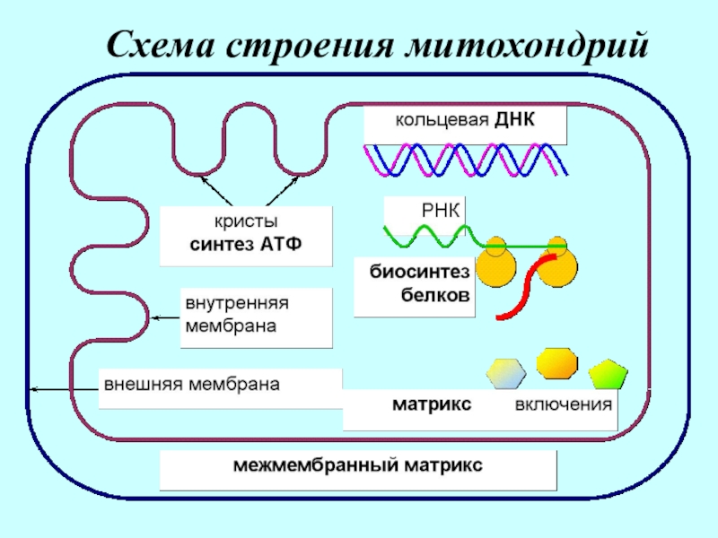 Строение митохондрии схема