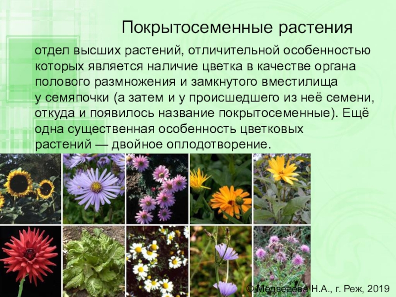 Покрытосеменные растения картинки с названиями