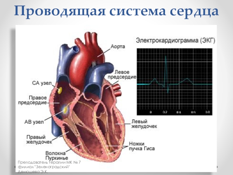 Проводящее сердце. Строение проводящей системы сердца человека. «Проводящая система сердца» (рис. 145 [2]).. Узлы проводящей системы сердца. Подпишите схему «Проводящая система сердца.