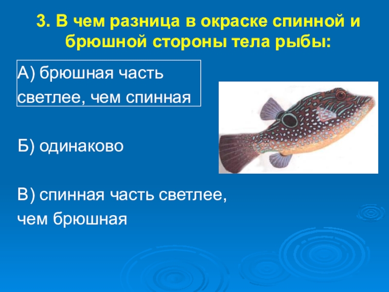 Рыба различие. Части тела рыбы. Окраска рыб. Разница окраски брюшной и спинной сторон рыб. Брюшная и спинная сторона рыбы.
