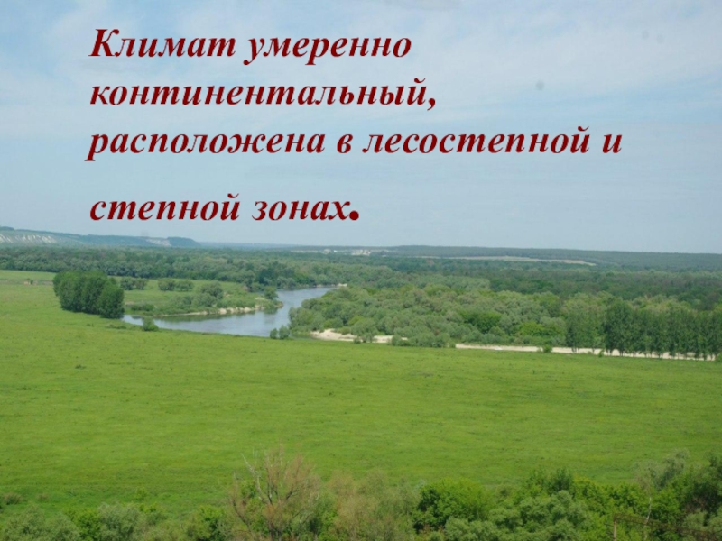 Умеренный континентальный особенности. Умеренно континентальны йклима. Умеренно континентальный климат. Умеренный умеренно континентальный. Лесостепная зона Воронежской области.