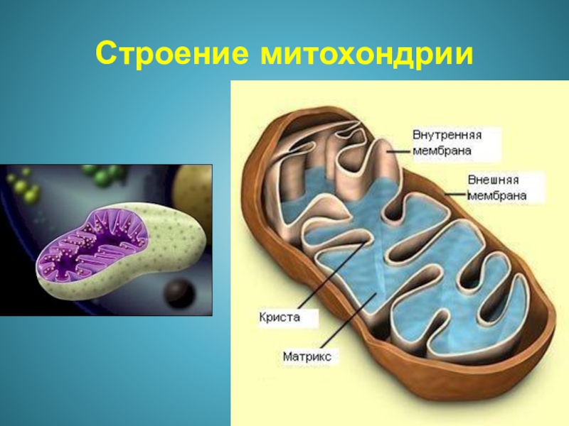 Матрикс митохондрий. Кристы и Матрикс митохондрий. Матрикс это в биологии митохондрии. Митохондрии 2 мембраны. Внутренняя мембрана митохондрий это Матрикс.