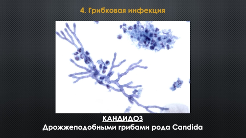 Дрожжеподобные грибы candida. Грибы рода Candida. Грибы рода Candida являются. Дрожжеподобные грибы. Рисунок грибов рода Candida.