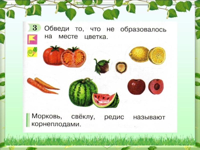 Что образуется на месте цветка. Не образовалось на месте цветка. Что не образовалось на месте цветка 1 класс. Обведи то что не образовалось на месте цветка.