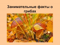 Презентация по биологии на тему: Занимательные факты о грибах