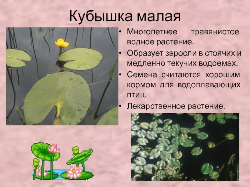 Кубышка малаяМноголетнее травянистое водное растение.Образует заросли в стоячих и медленно текучих водоемах.Семена считаются хорошим кормом для водоплавающих