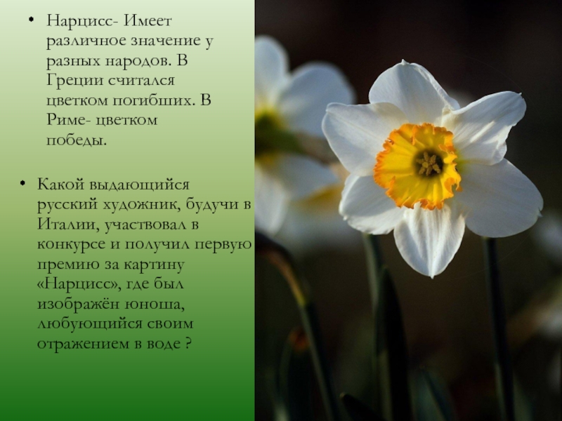Нарцисс растение значение. Нарцисс Зинзи. Что означает Нарцисс на языке цветов. Нарцисс символ Китая. Стих про Нарцисс.