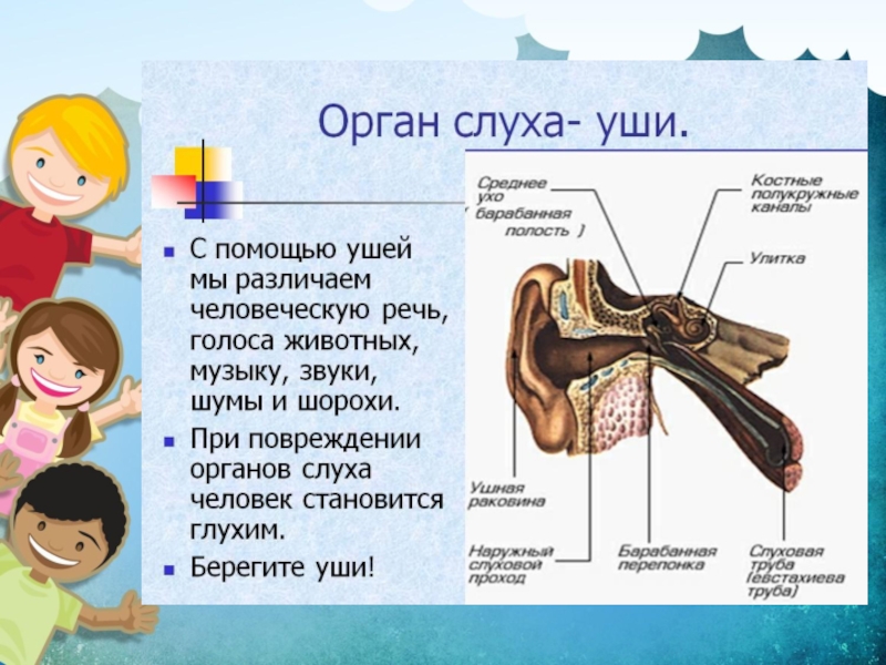 Орган слуха презентация 8 класс