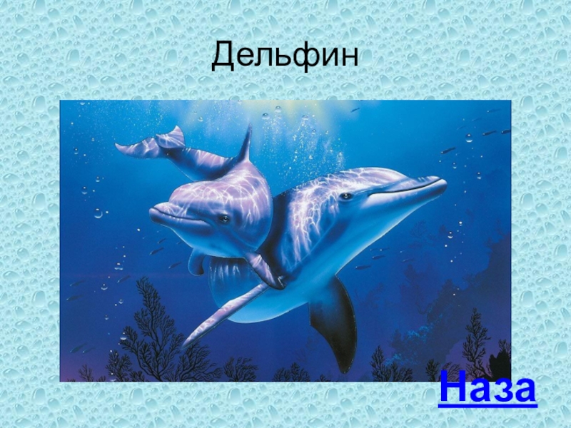 ДельфинНазад
