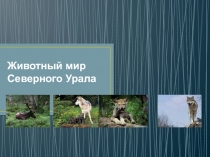 Презентация по географии на тему  Животный мир Северного Урала