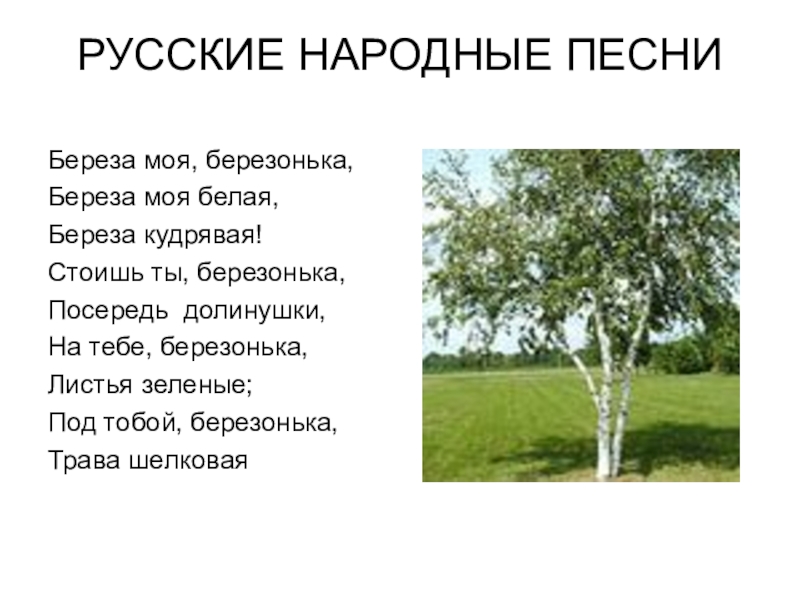 Березы песня народная. Русские народные песни тексты. Народные стихи. Стихи русских народных песен. Стих береза.