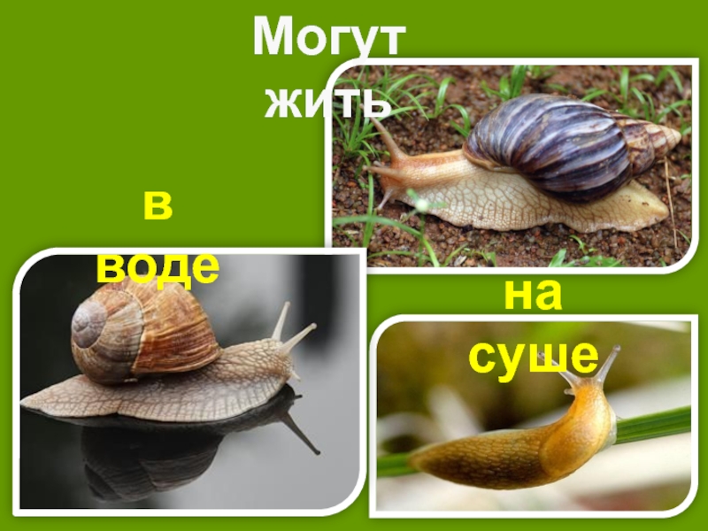 Презентация на тему моллюски 7 класс по биологии