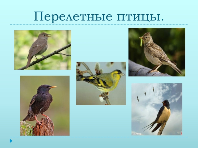 Птицы башкортостана фото с названиями перелетные