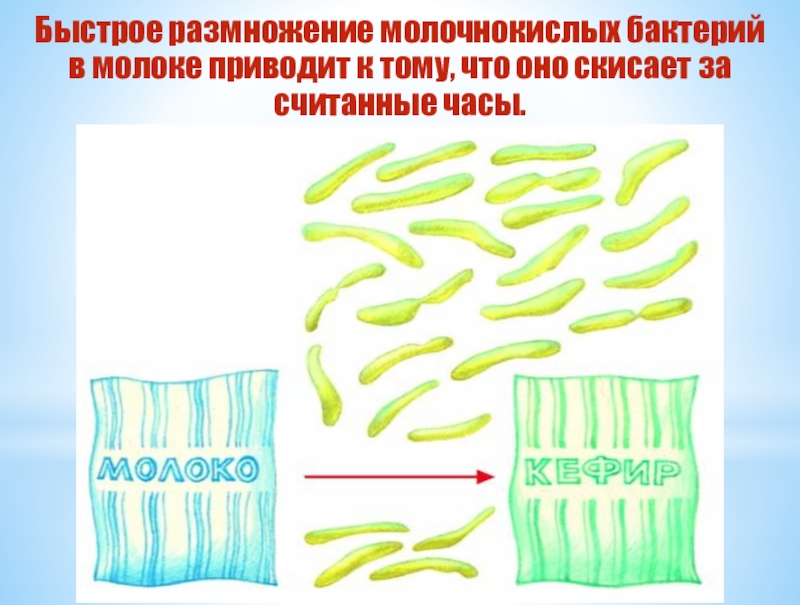 Картинки кисломолочных бактерий