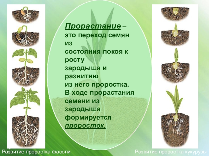Какая ботаническая наука изучает размножение растений. Этапы роста растений. Развитие растения из семени. Развитие растений из семенм. Последовательность развития органов проростка.