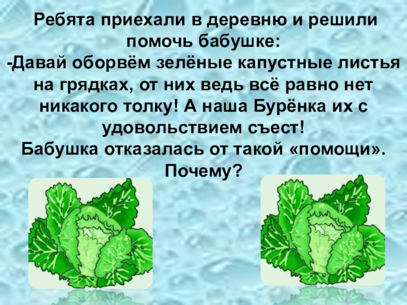 Как приложить капустный лист к больному месту. Чем помогает капустный лист. Капустный лист польза. Капустные листья от чего могут помочь. Бабушка в листе капусты.