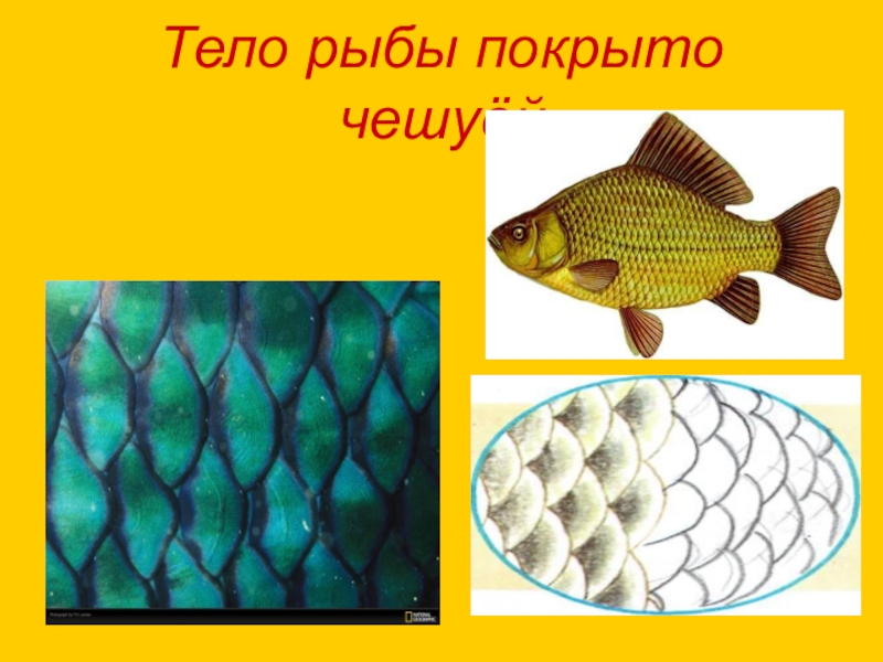 Как расположена чешуя на теле рыбы какое. Тело рыбы. Рыба покрыта чешуей. Рыбы тело которых покрыто чешуёй. Расположение чешуи на теле рыбы.
