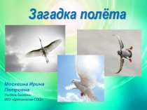 Презентация по биологии на тему Загадка полета